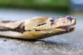 Close up side view of a Reticulated Python head with open mouth. Royalty Free Stock Photo