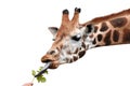 Giraffe eating green leaves. White background. Royalty Free Stock Photo