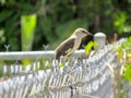 Skinny old Thrasher bird on a chain link fance