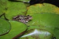 Close up, side view of a Southern Leopard Frog, Lithobates sphenocephalus Royalty Free Stock Photo
