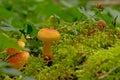 Close up side view of tiny mushrooms and moss