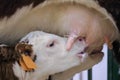 Close up: cute brown and white calves drinking milk from mother cow udder Royalty Free Stock Photo