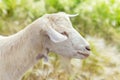 Close up of side view of white goat on blurred grass background. Royalty Free Stock Photo