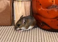 Close up side view of a wild gray house mouse in a kitchen cabinet with food behind him.