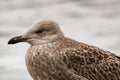 Close-up side view of young brown mottled seagull on blurred background. Portrait of bird Royalty Free Stock Photo