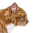 Close up, side view of a young ginger cat looking away