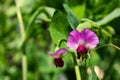 Close-up sideview of blooming pea flower, pisum sativum Royalty Free Stock Photo