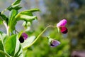 Close-up sideview of blooming pea flower, pisum sativum Royalty Free Stock Photo