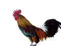 Close-up sideview of a colorful male bantam rooster standing, red, green, white, brown black color, white background, isolated Royalty Free Stock Photo