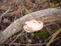 close up of sideways white platelet mushroom growing on dead tree branch Royalty Free Stock Photo