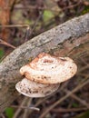 close up of sideways white platelet mushroom growing on dead tree branch Royalty Free Stock Photo