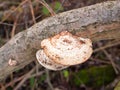 close up of sideways white platelet mushroom growing on dead tree branch Royalty Free Stock Photo