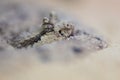 Close-up of sidewinder rattlesnake crotalus cerastes in sand