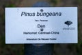 Close Up Of A Sign Of The Pinus Bungeana At Amsterdam The Netherlands 16-8-2020