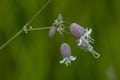 Close up of Silene vulgaris, the bladder campion or Maidens tears growing wild in a meadow