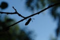 A close up of silhouette of day-flying moth - a six-spot burnet (Zygaena filipendulae), hanging upside down on a tree