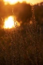 Close-up of silhouette of a dry field plant against sunset colorful sky reflected in river water Royalty Free Stock Photo