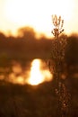 Close-up of silhouette of a dry field plant against sunset sky and landscape with river Royalty Free Stock Photo