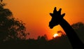 Silhouette of giraffe on beautiful sunset sky and shadow tree view in the evening natural background Royalty Free Stock Photo