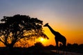 Silhouette of giraffe , trees on beautiful sunset sky in the evening natural background