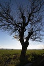 Close up silhouette of a lonely grown tree in a grassland.