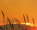 Close up silhouette setaceum pennisetum fountain grass on sunset background