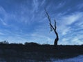 Close-up of Silhouette of a Tree at Dusk: A silhouette of a dead tree on the prairie with just a few branches left against the Royalty Free Stock Photo