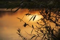 Close-up of silhouette of tree leaves and brushes against beautiful sunset sky and landscape reflection in river water Royalty Free Stock Photo