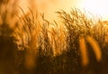 Close up silhouette tropical grass flower on sunset Royalty Free Stock Photo