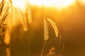 Close up silhouette tropical grass flower on sunset