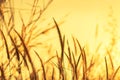 Close up silhouette tropical grass flower on sunset Royalty Free Stock Photo