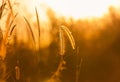 Close up silhouette tropical grass flower on sunset Royalty Free Stock Photo