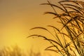 Close up silhouette tropical grass flower on sunset Royalty Free Stock Photo