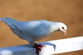 Close-up silhouette of a white dove