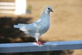 Close-up silhouette of a white dove