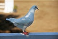 Close-up silhouette of a white dove