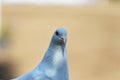 Close-up silhouette of a white dove