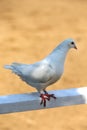 Close-up silhouette of a white dove