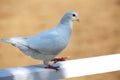 Close-up silhouette of a white dove