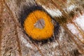 Close up silk moth