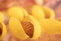 Close up Silkworm cocoon combined for nature background.