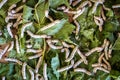 Close up Silkworm eating green mulberry leaf Royalty Free Stock Photo