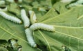 Close up Silkworm eating mulberry green castor leaves