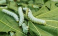 Close up Silkworm eating mulberry green castor leaves Royalty Free Stock Photo