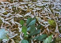 Close up Silkworm eating mulberry green leaf Royalty Free Stock Photo