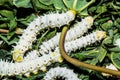 Close up Silkworm eating mulberry green leaf Royalty Free Stock Photo