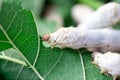 Close up Silkworm eating mulberry