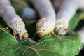 Close up Silkworm eating mulberry green leaf Royalty Free Stock Photo