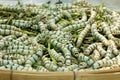 Close up Silkworm eating mulberry Royalty Free Stock Photo