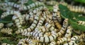 Close up Silkworm eating mulberry green leaf Royalty Free Stock Photo